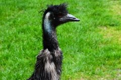 Emu 1