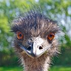 Emu