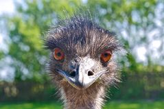 Emu