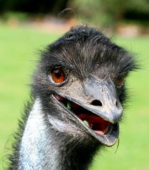 Emu