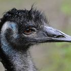 Emu