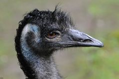 Emu