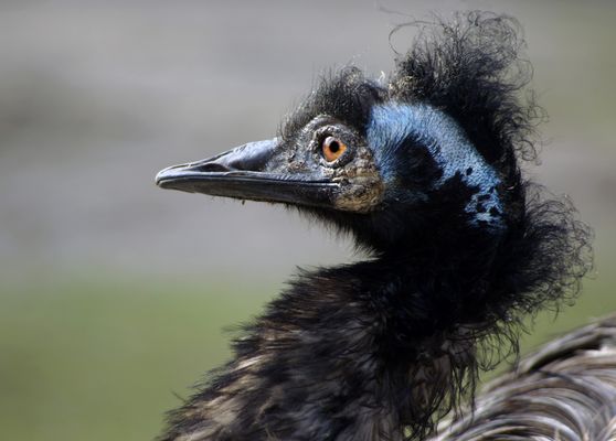 Emu....