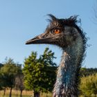 Emu