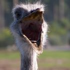 Emu?