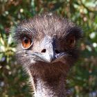 - Emu -