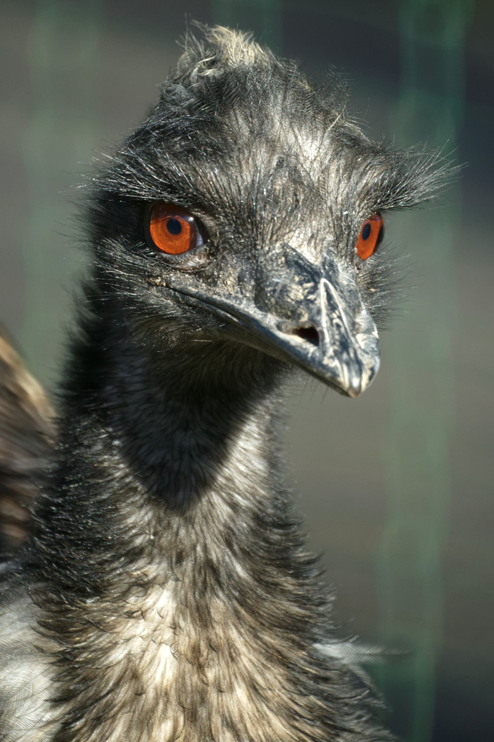 Emu