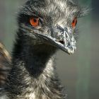 Emu