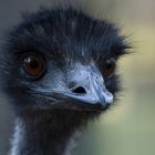 Emu