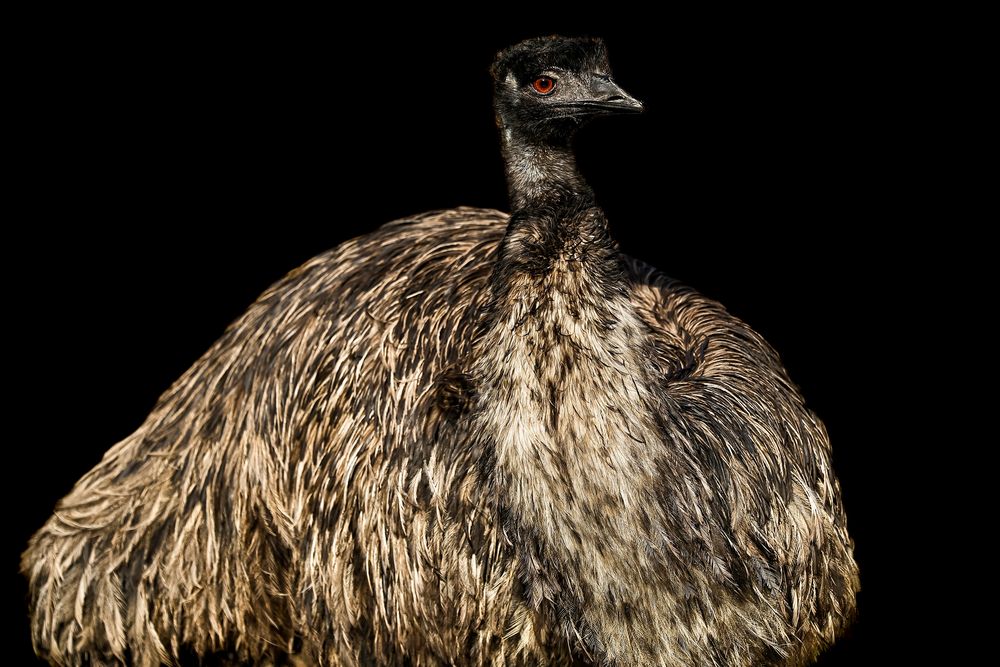 Emu