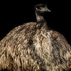 Emu