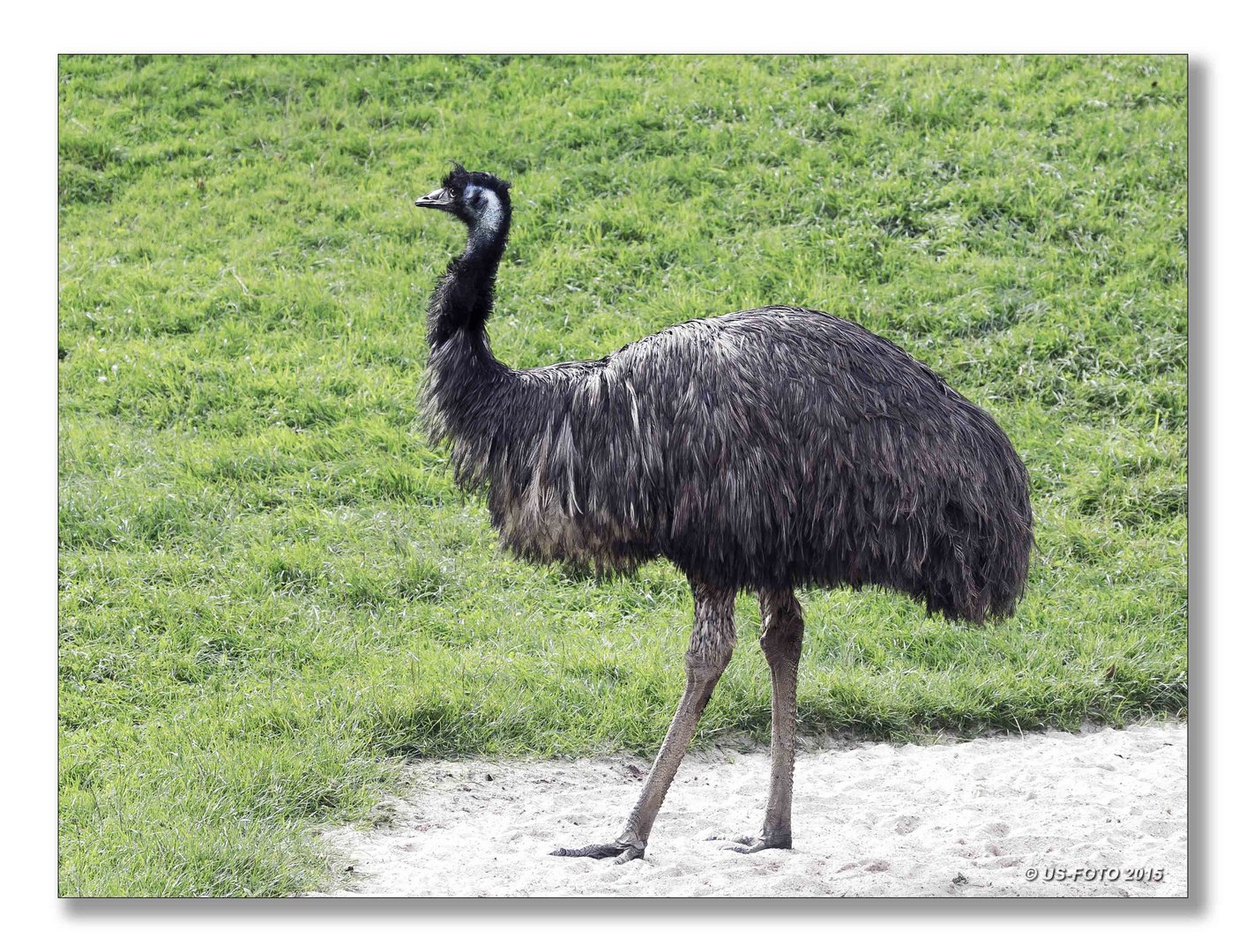 Emu