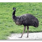 Emu