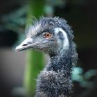 Emu!