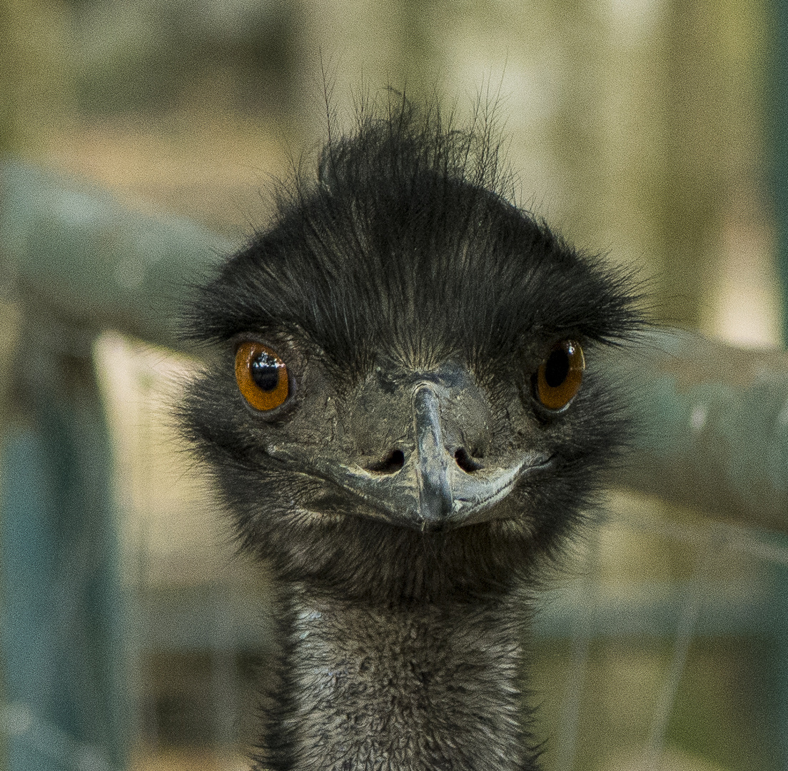 Emu