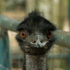 Emu