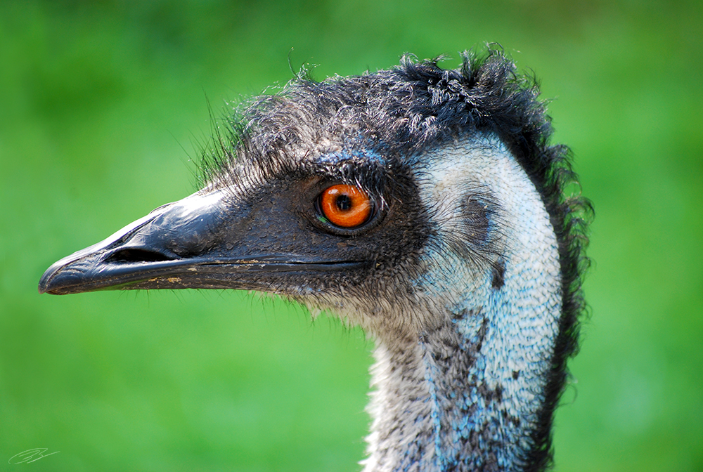 Emu