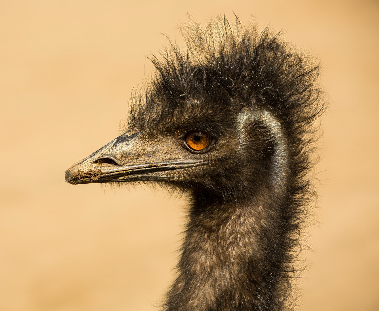 Emu