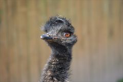 Emu