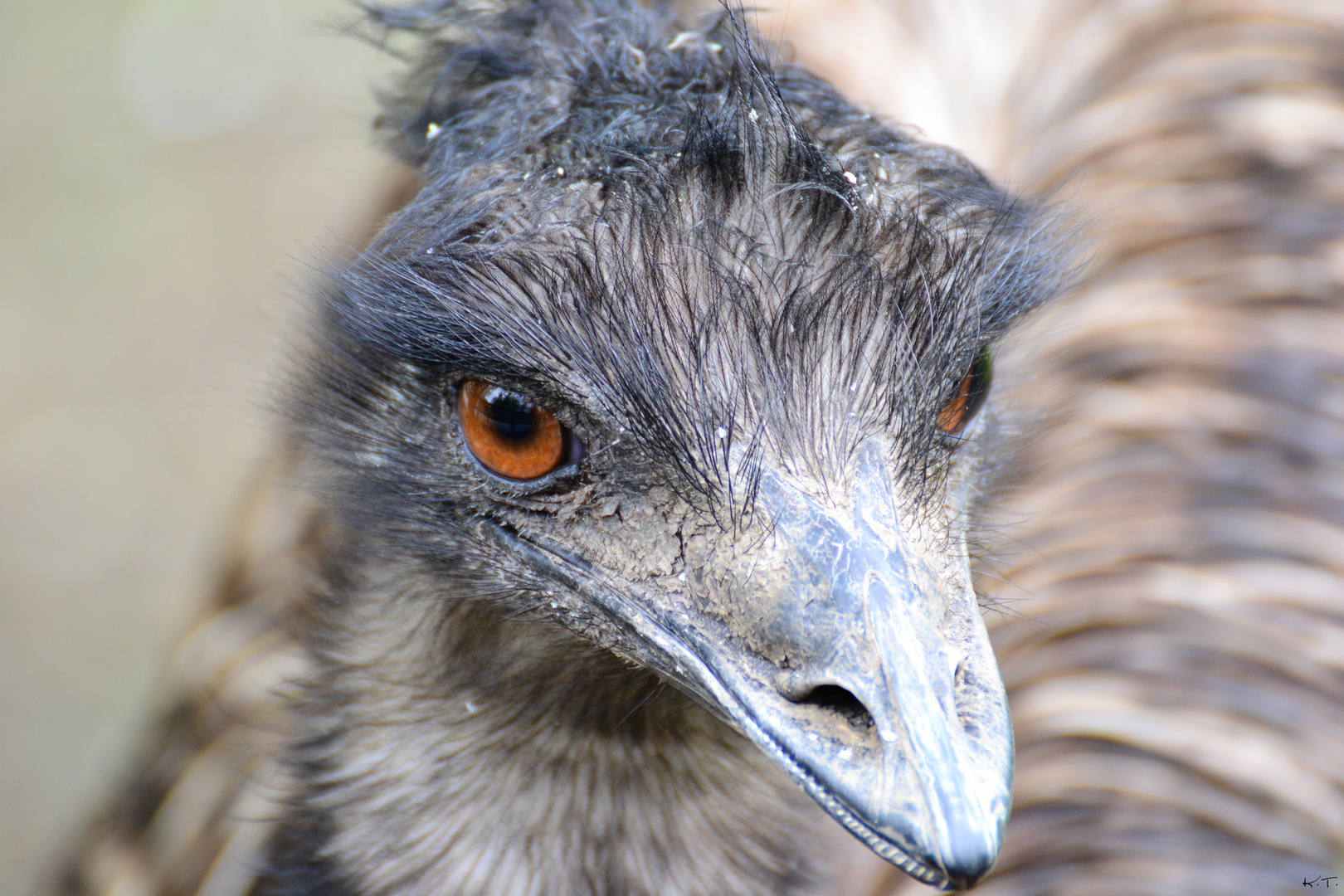 Emu (2)