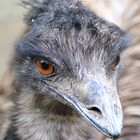 Emu (2)