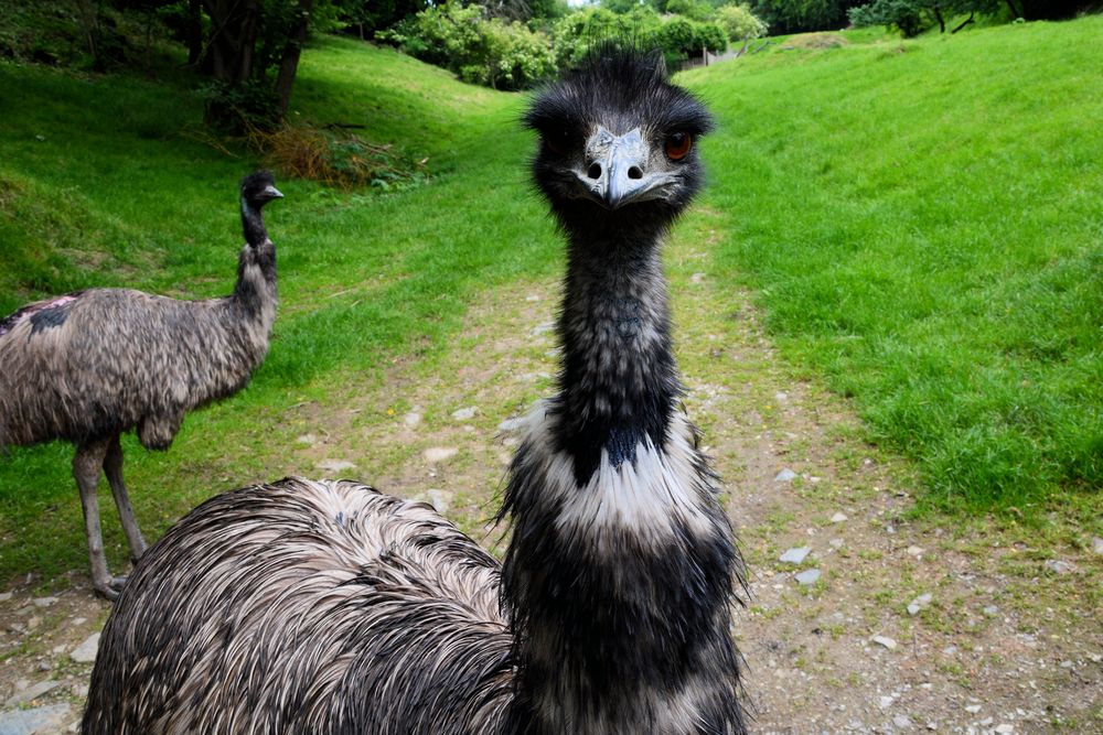 Emu 2