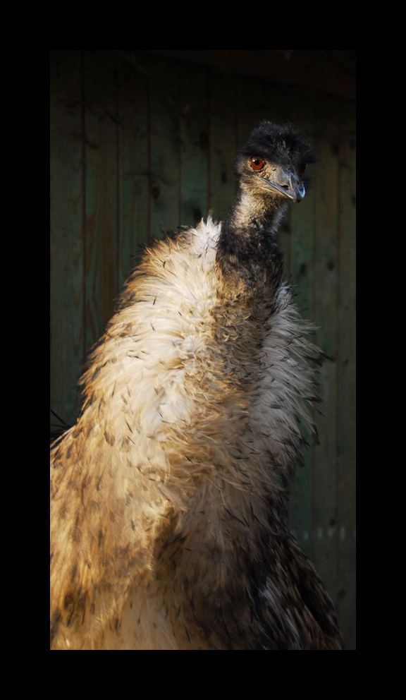 Emu 2, guckst Du