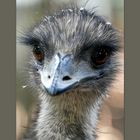 Emu