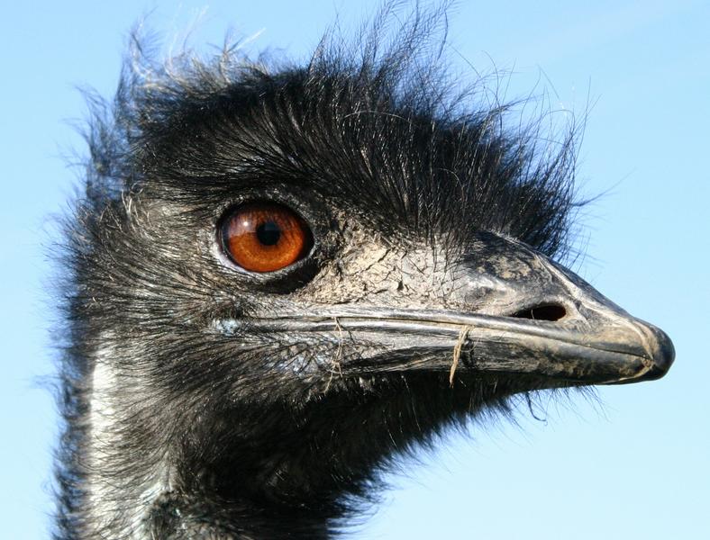 Emu