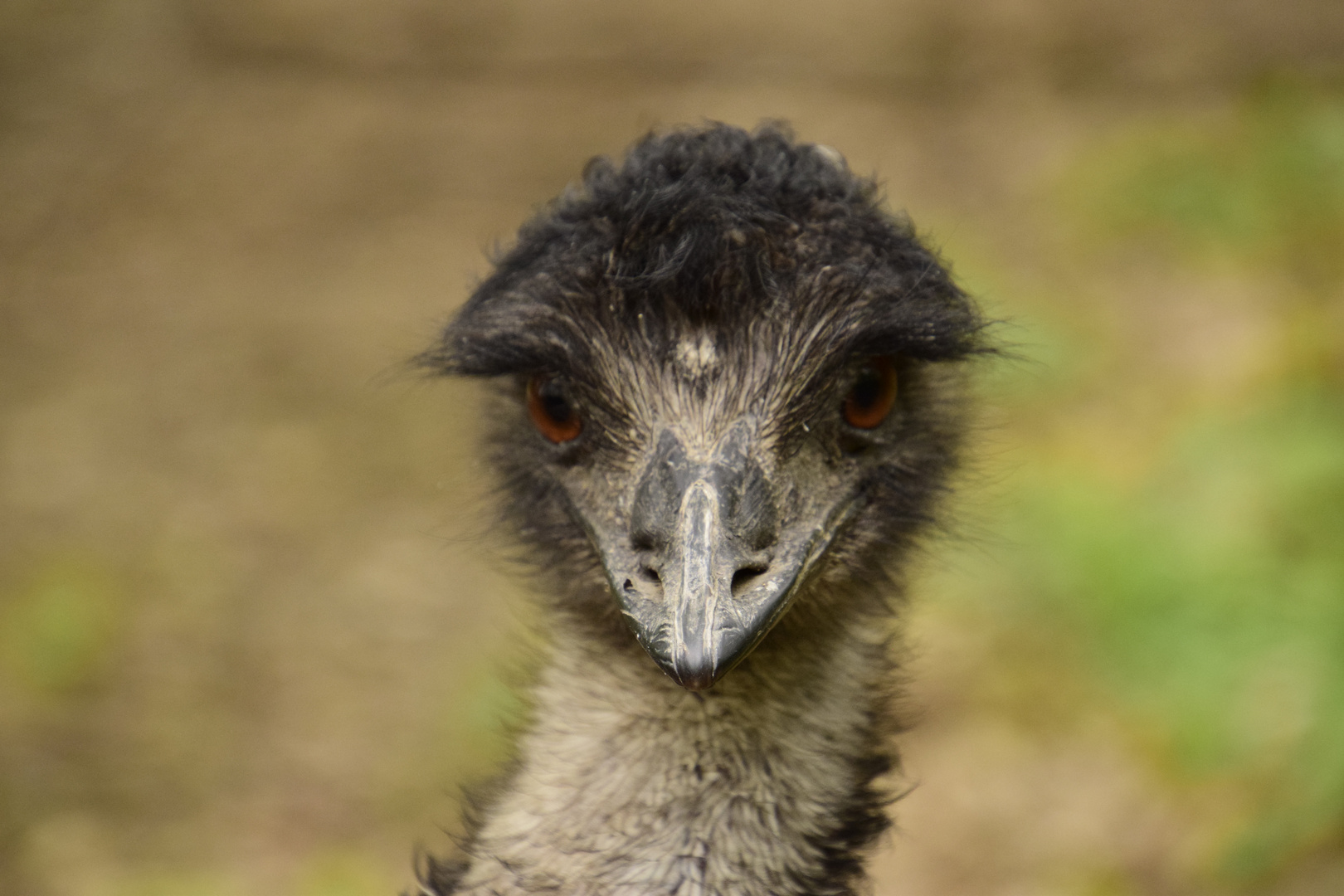 emu