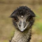 emu