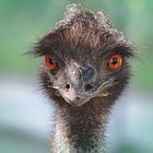 Emu