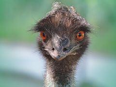 Emu