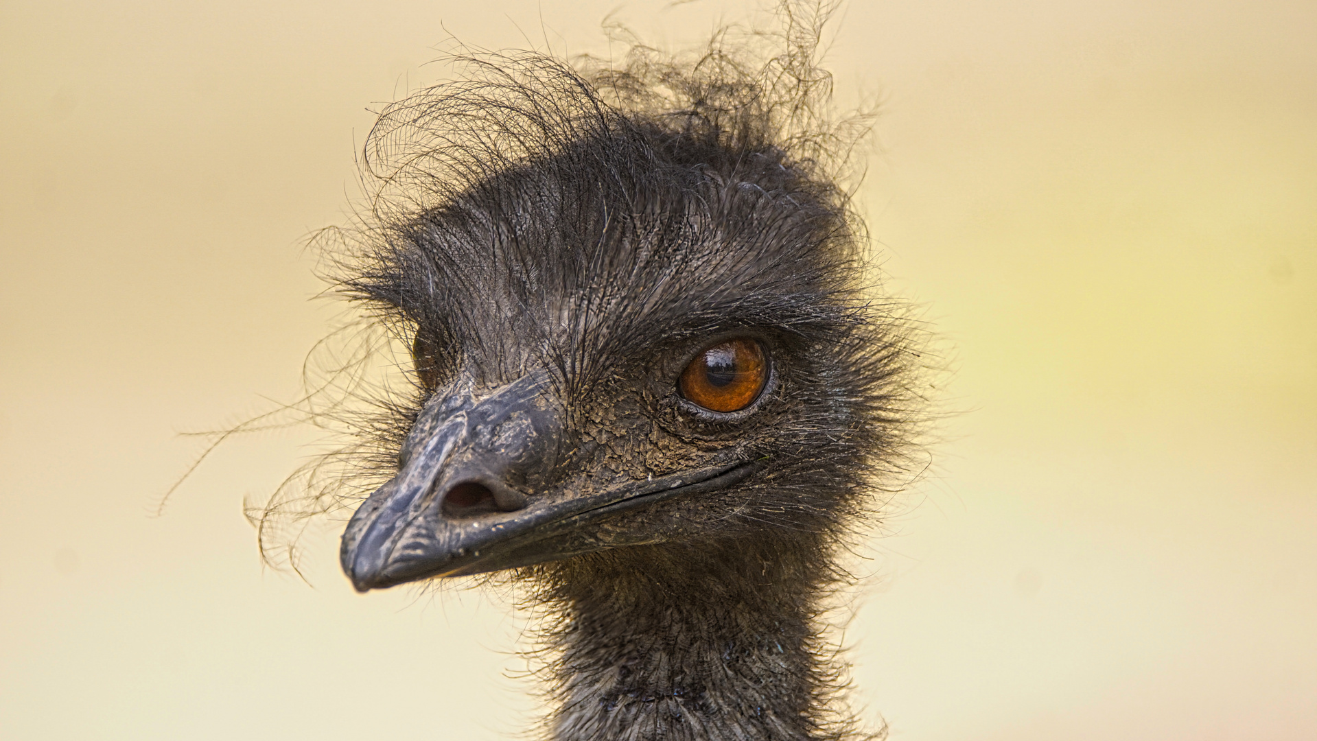 Emu Foto & Bild tiere, zoo, wildpark & falknerei, vögel Bilder auf