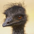 Emu