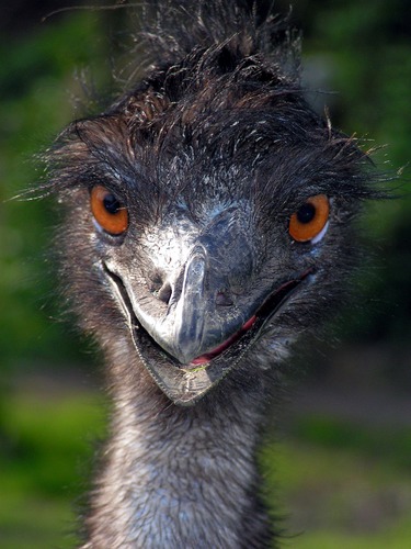 Emu