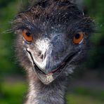 Emu