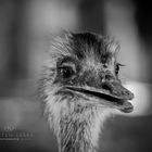 Emu