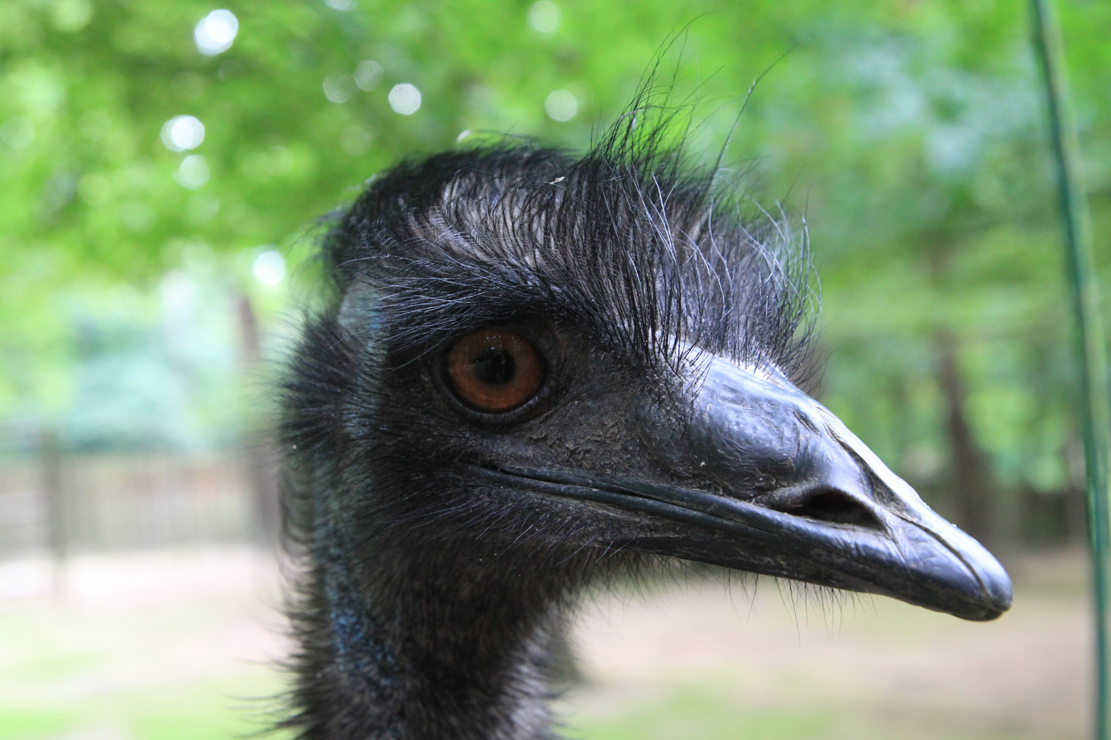 Emu