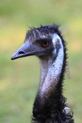 Emu