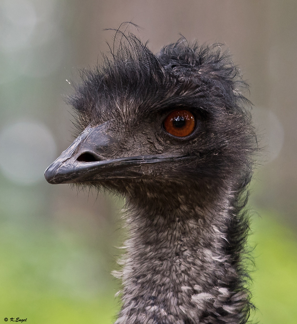 Emu