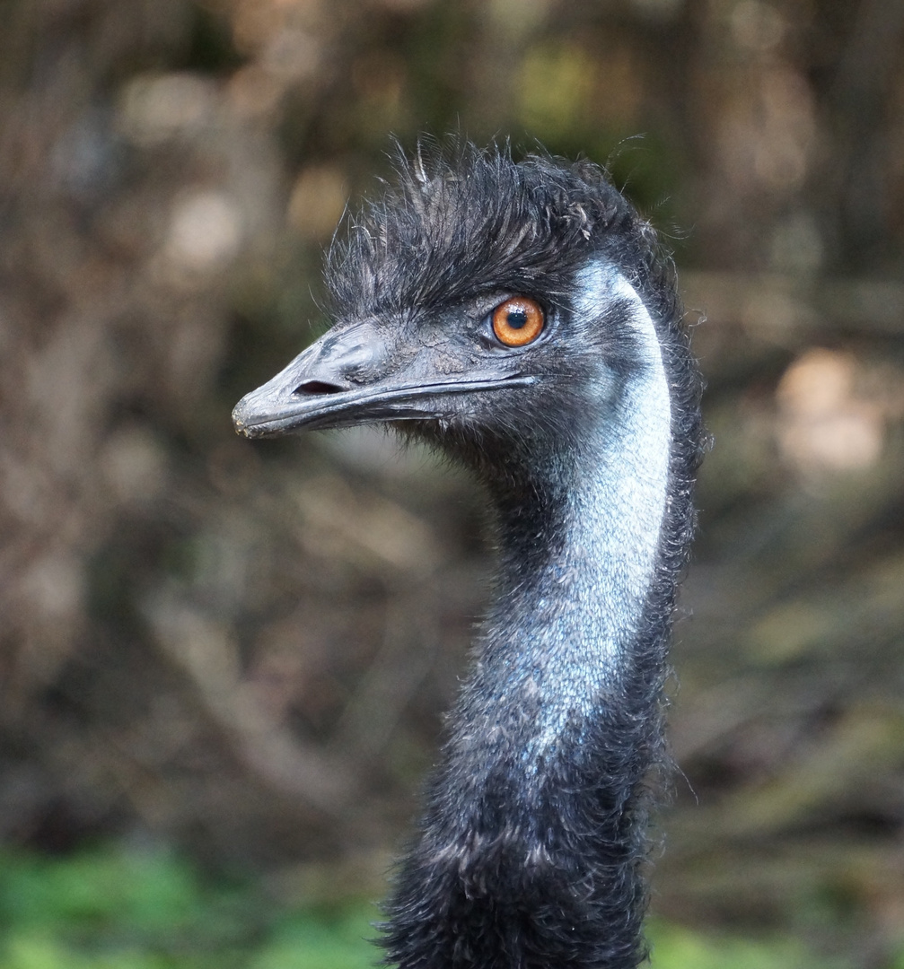 Emu