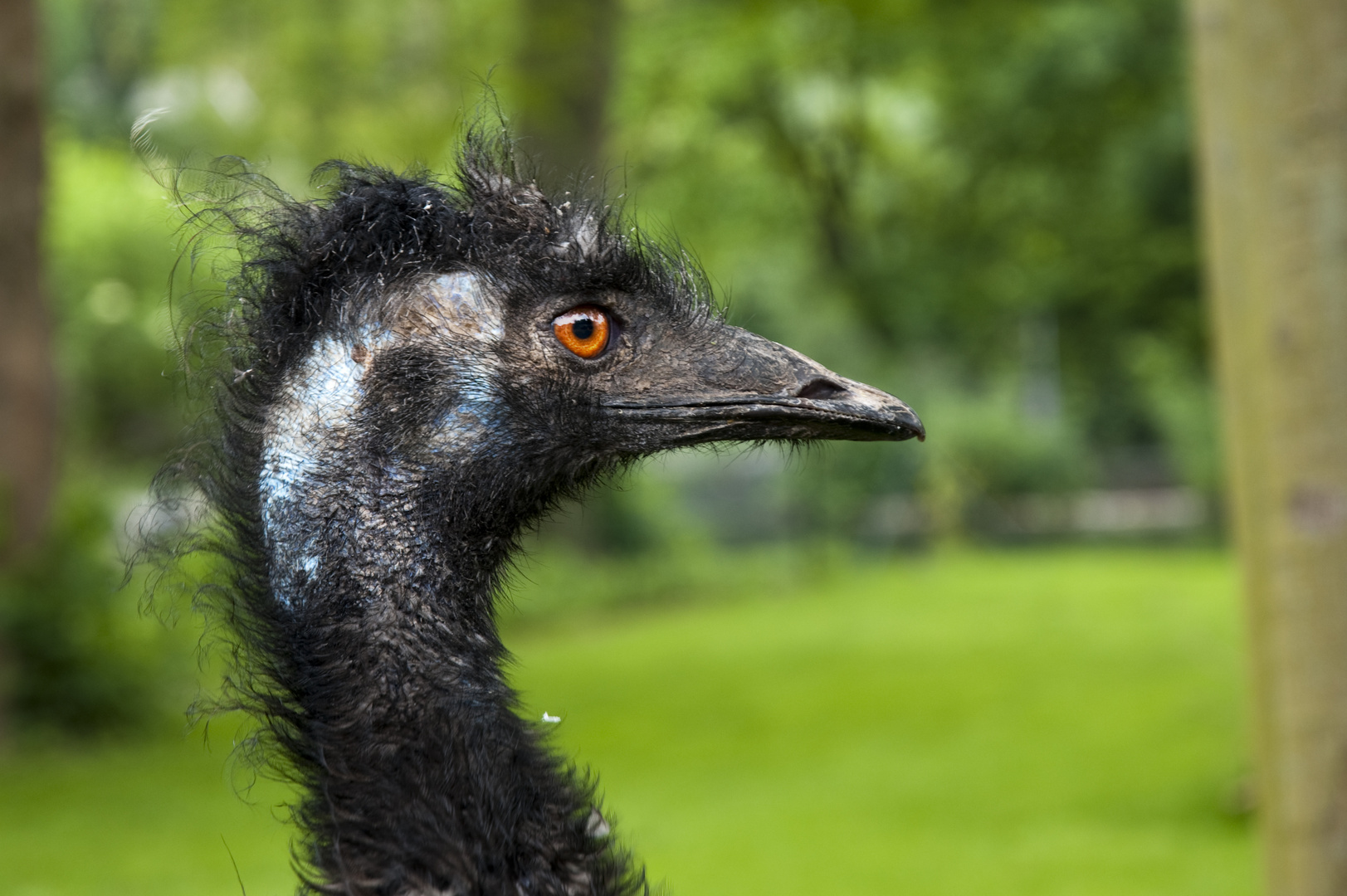 Emu