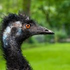 Emu