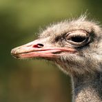 EMU