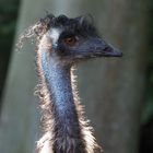 Emu...