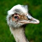 Emu