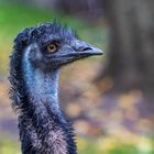 Emu 