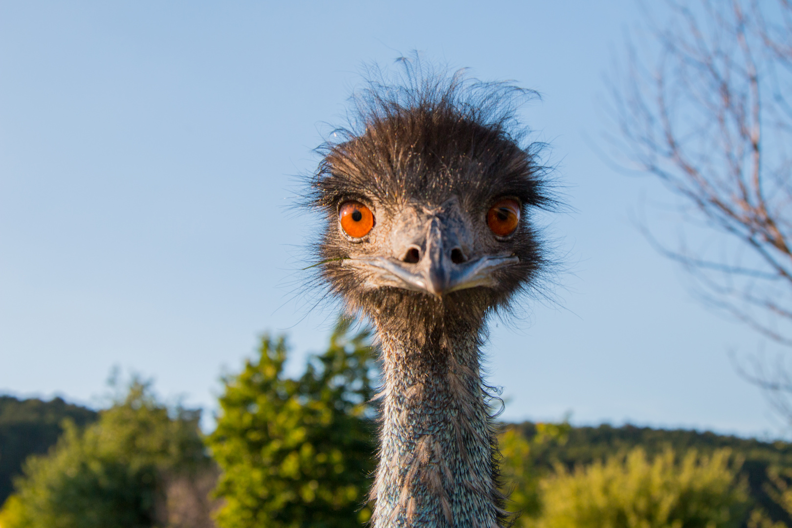 Emu