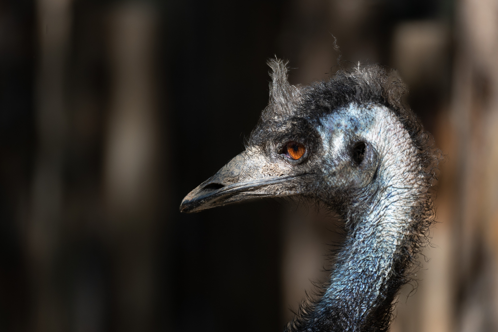 Emu